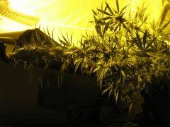 concours cannaweed 645