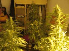 concours cannaweed 657