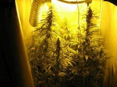 concours cannaweed 658