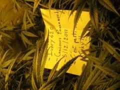 concours cannaweed 661