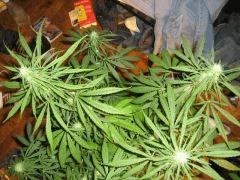 concours cannaweed 637