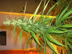 concours cannaweed 631