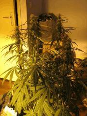 concours cannaweed 623