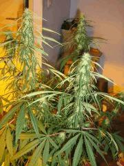 concours cannaweed 622