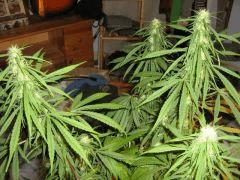 concours cannaweed 621