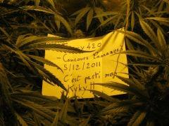 concours cannaweed 659