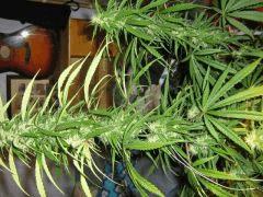 concours cannaweed 625