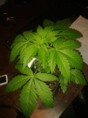 2011 12 15 00.21.49