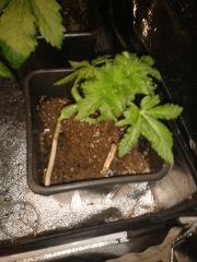 2011 12 15 11.35.06