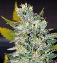 première culture indoor (one bud)[250whps]