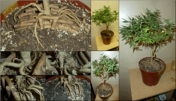 gallery_681336_1428_372842.png