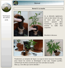 12   bonsai 3   Copy