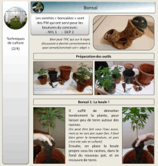 11   bonsai 2   Copy