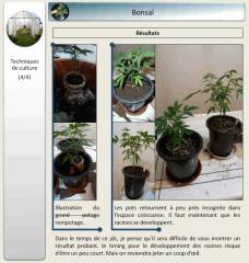 13   bonsai 4   Copy