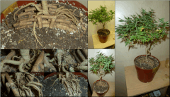 10   bonsai pics   Copy