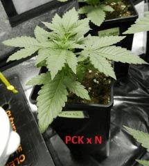 6 pck n