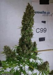 C99