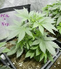 6 pck  n
