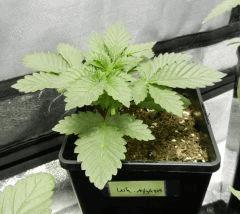 7 wh a