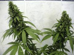 Himalaya gold (ghs)