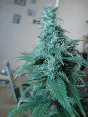 NYCD (soma)