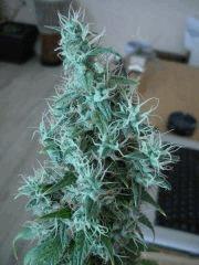 jack herer (sensi)