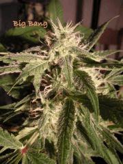 Big Bang  (ghs)