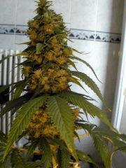 Himalaya gold (ghs)