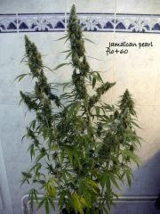 Jamaican Pearl (sensi)