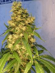 Himalaya gold (ghs)