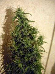 jack herer (sensi)