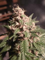 New Blue Diesel (black pheno) (sannie's)