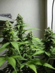 New Blue Diesel (sannie's)
