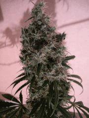 Jack Herer (sensi)