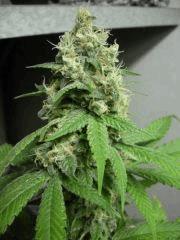 New Blue Diesel (sannie's)