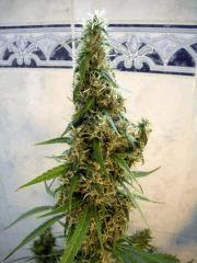 Jamaican Pearl (sensi)