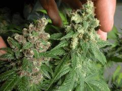 Blue Diesel 2 pheno (sannie's)