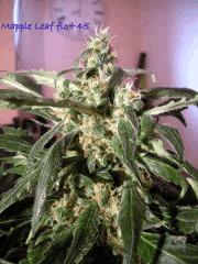 Mapple Leaf  (sensi)