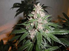 New Blue Diesel (black pheno) (sannie's)