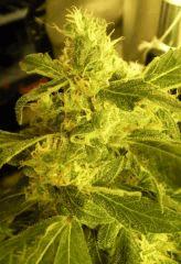 Mapple Leaf (sensi)