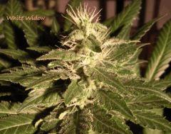 White Widow (ghs)