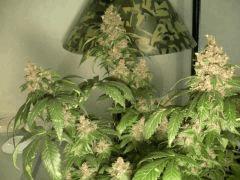 New Blue Diesel (black pheno) (sannie's)