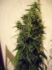 jack herer (sensi)