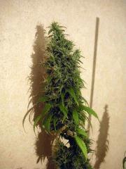 jack herer (sensi)