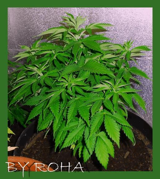 White Widow (Royal Queen seeds) 2012