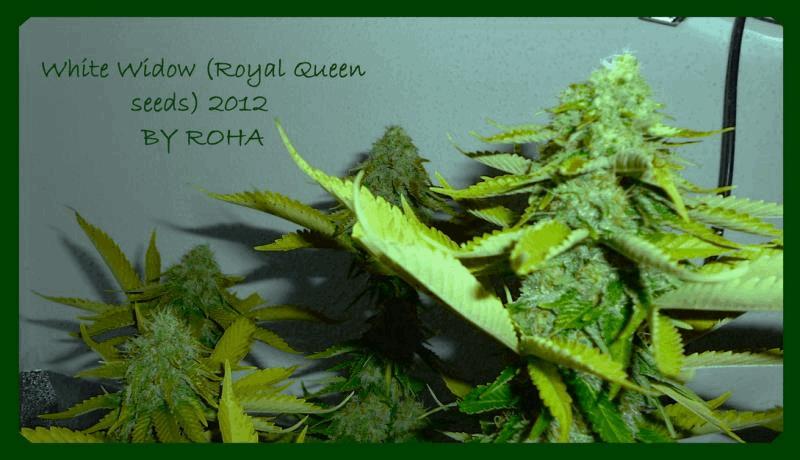 White Widow (Royal Queen seeds) 2012 BY ROHA