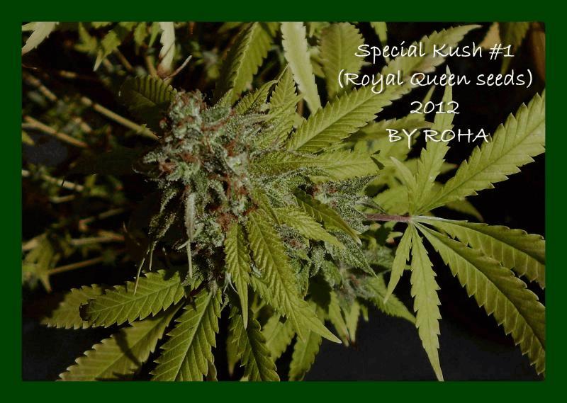Special Kush #1 (Royal Queen seeds) 2012