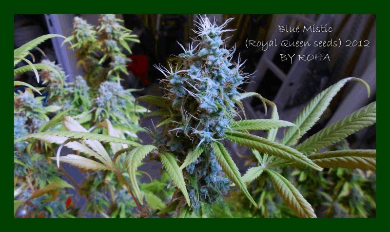 Blue Mistic (Royal Queen seeds) 2012