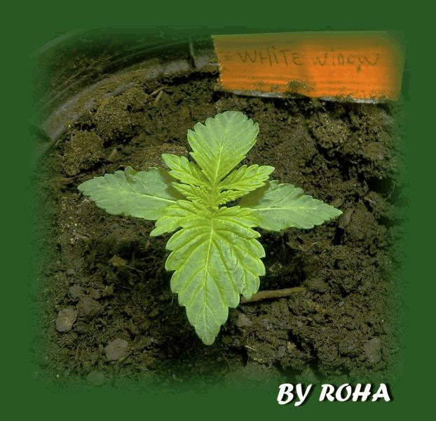 White Widow (Royal Queen seeds) 2012
