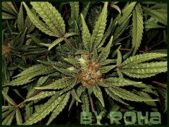 Skunk #1 (Sensi Seeds white label 2011)